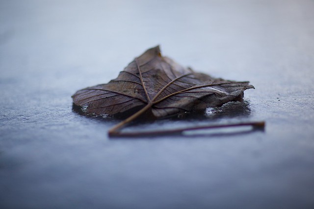 Leaf on Ice
