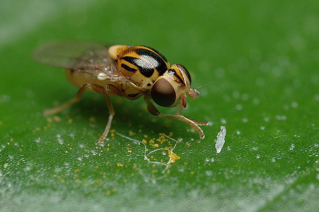 Tiny fly  2