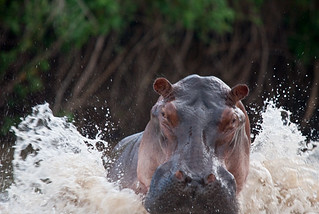 The Hippo Attack | by JarleNaustvik