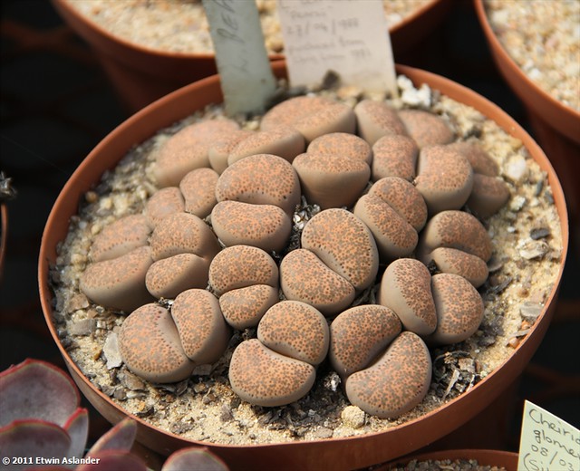 Lithops terricolor (pearsii)
