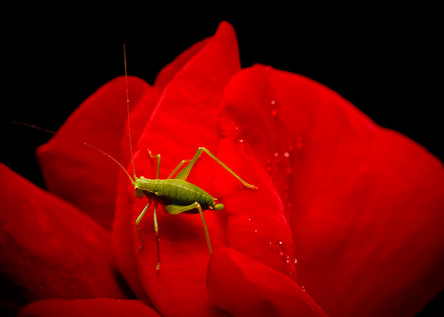 green on red II