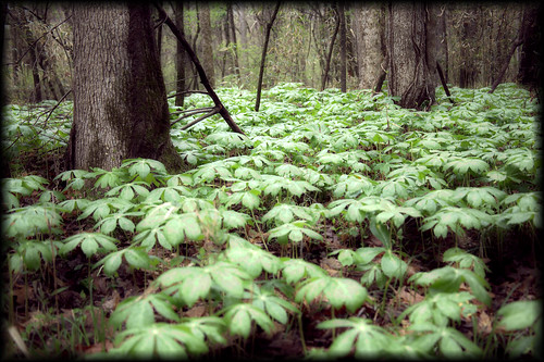 trees green forest canon arkansas hdr northlittlerock burnspark mayapple podophyllumpeltatum ef28135mmf3556isusm 5dmk2