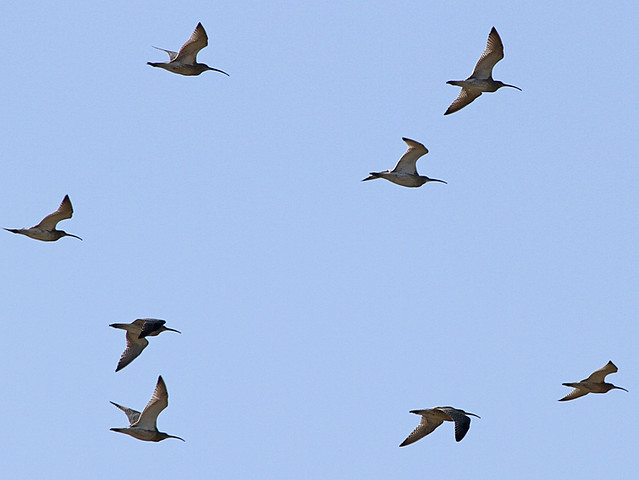 Curlews,  Sheringham (Norfolk), 30-Aug-10