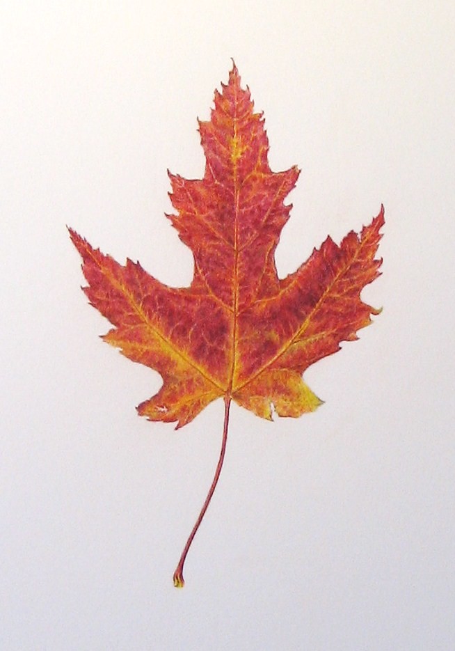maple leaf final