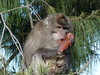 Opice v kaldeře Rinjani, foto: Petr Nejedlý