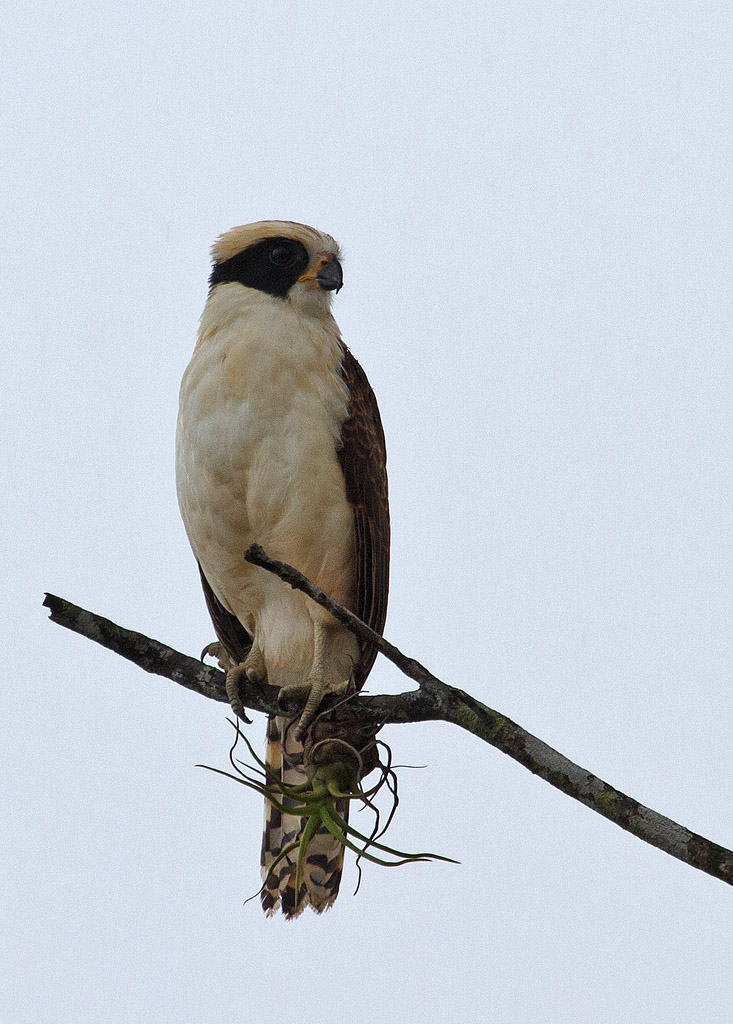 Laughing Falcon (Herpetotheres cachinnans) - Skrattfalk - Belize