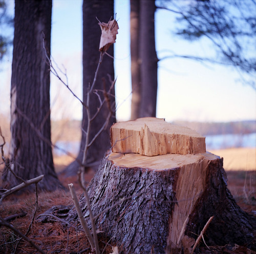 Stumped by Daniel Regner, Yashica C
Kodak Ektar 100
December 2010
Follow me on <a href="http://danielregner.tumblr.com/" rel=