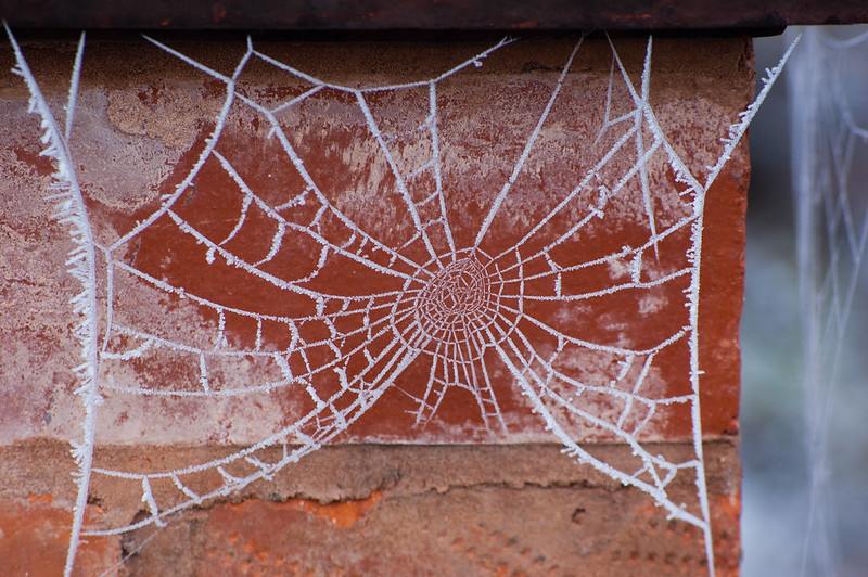 Frosted web