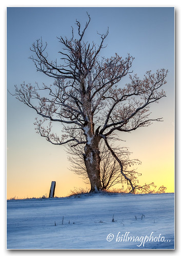 Tree and Standing Stone by Bill McKenzie / bmphoto