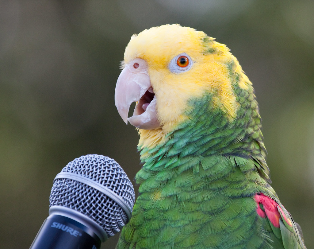 Пение попугая веселая. Смешные попугаи. Попугай смеется. Пение попугаев кари. Говорящие попугаи.
