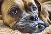 My puppy Meike - the boxer by 2sheldn