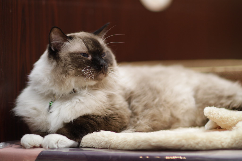 ragdoll cat for sale