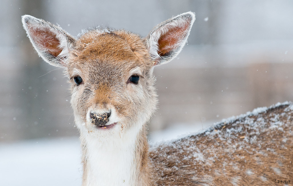 Bambi by pndtphoto.com