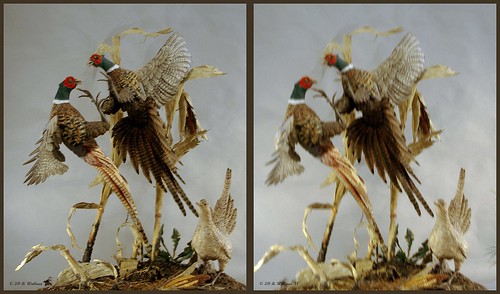 brian wallace brianwallace art gallery sculpture carving fine detail nature indoors inside easton md maryland sidebyside crosssview crosseye xview xeye freeview stereopair ewf stereogram 3d stereo stereoscopy stereoscopic stereographic stereoimage stereopicture depth pheasant bird