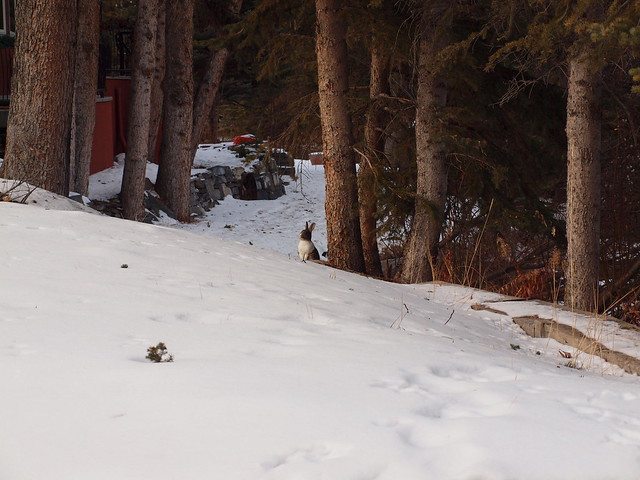 Wild Bunny in Canmore, Alberta