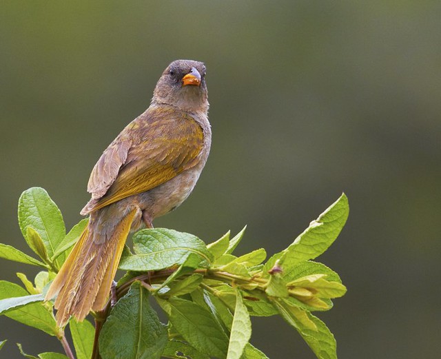 Sabiá-do-banhado (Great Pampa-Finch)