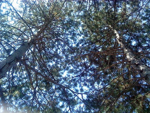 above tree nature serbia perspective priroda recumbent srbija drvo kragujevac šumadija w508 odozdo