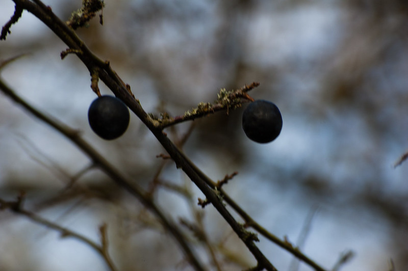 Sloe berries