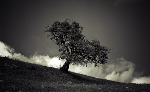 bw tree canon landscape blackwhite flickr blachandwhite flickrawards peymanshojaie