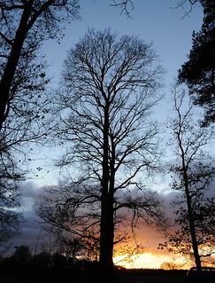 Lingen - Baccumer Wald an einem Dezemberabend SPC_5168