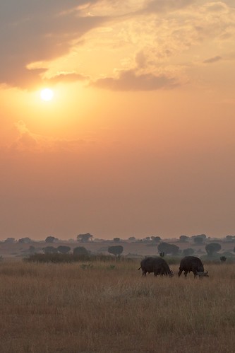africa game sunrise buffalo safari 365 uganda gamedrive queenelizabethnationalpark project365 qenp