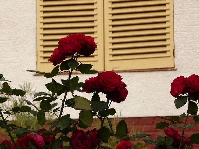 Rosas y ventana