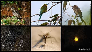 Nanmangalam Reserve Forest - A Bird's Eye View