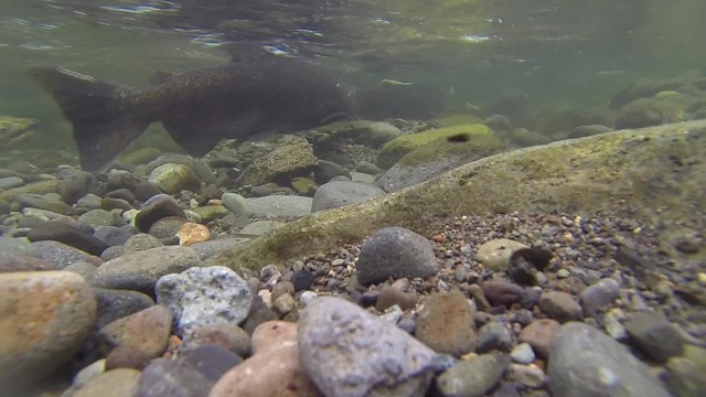 Spring chinook spawning on the Salmon River