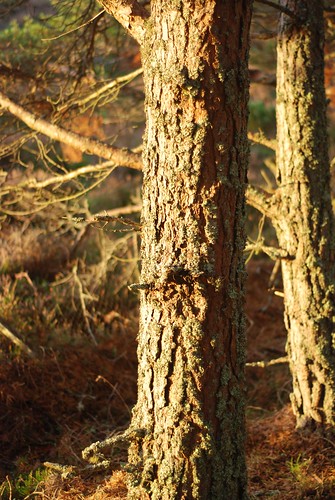 carrbridge scotland scottishhighlands cairngormsnationalpark trees forest sunlight sunrise woodland lichen shadow texture nikon d80 countryside nature sidelighting