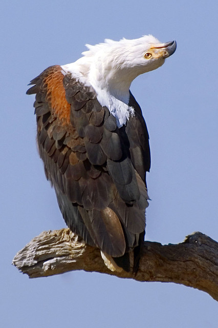 Male fish eagle calling.[Fish Eagle (Haliaeetus vocifer)]