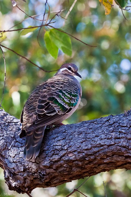 Bronze Wing Pigeon