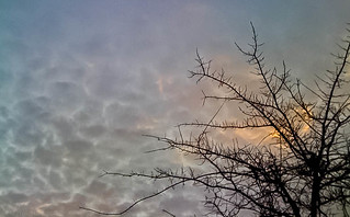 silhouette of a tree in winter