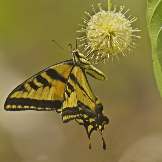 Buttonbush swallowtail