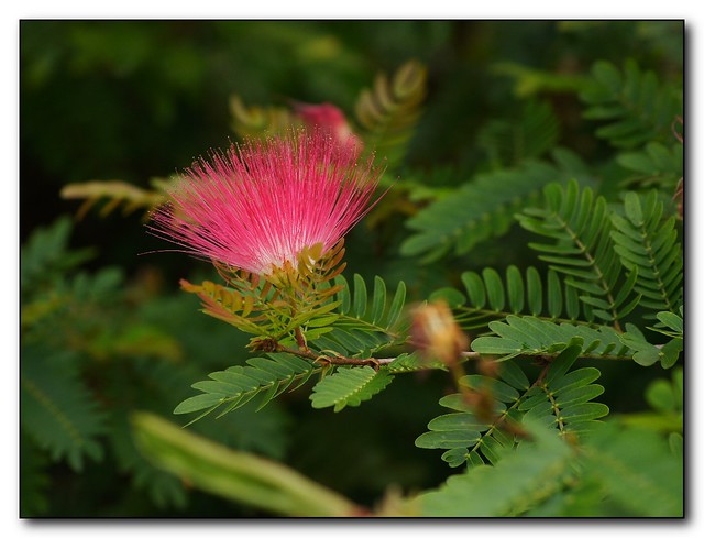 Pink Tassel-flower (Calliandra surinamensis)