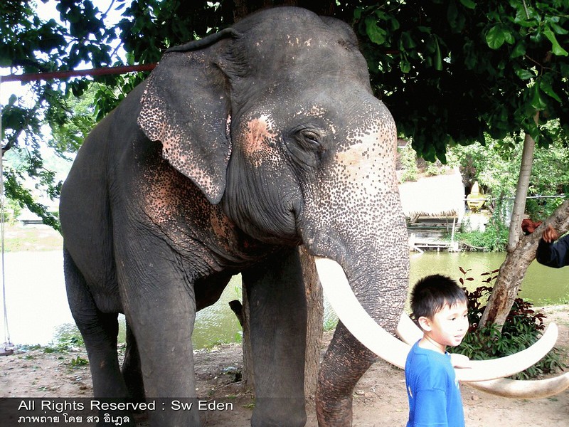 ช้างไทย ช้างชูไทย ช้างศึก