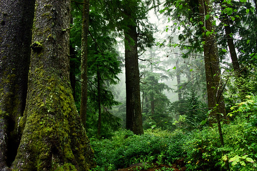 Old Growth Forest, Oswald West State Park, Oregon | by USFWS Pacific