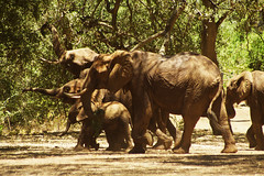 Elephants taking up the road