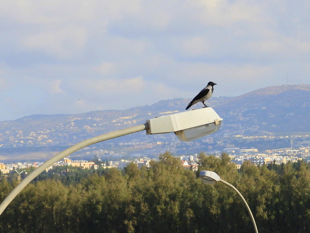 bird on a lamp post, Paphos (Cyprus)