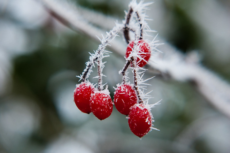 Frosted berries