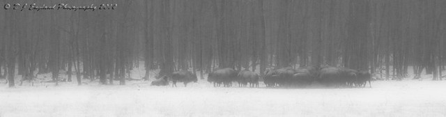 winter bison