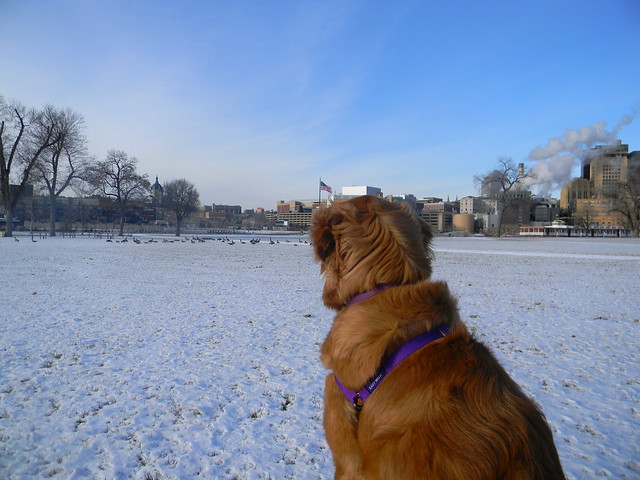 Penny struggling with how to handle the situation of there being geese in her park