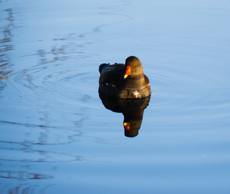 Moorhen
