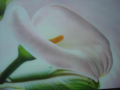 calla | by Basetti Christian