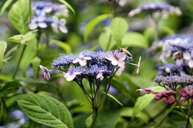 Bee on Flowers at Duke Gardens - Durham, NC