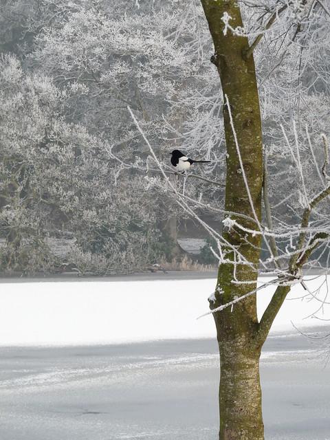 Magpie and frost