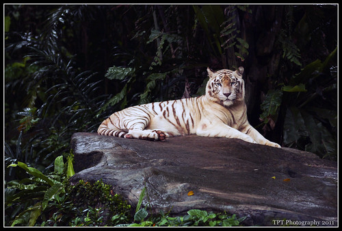 Proud & Confident by Minn.Thiri