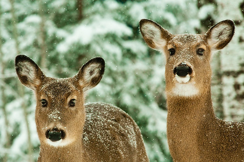 nature wildlife deer whitetail boreal