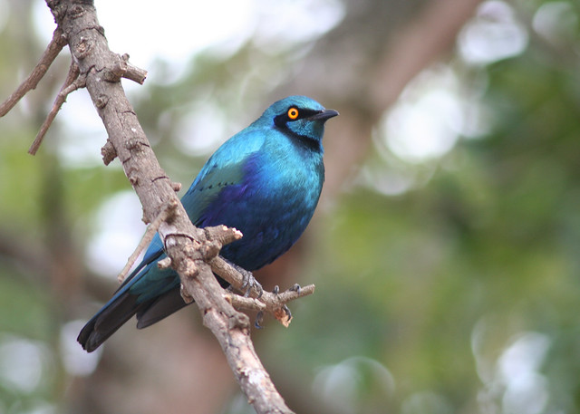 Blue-eared Glossy Starling - Lamprotornis chalybaeus