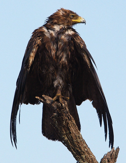 Tawny Eagle - Tanzania