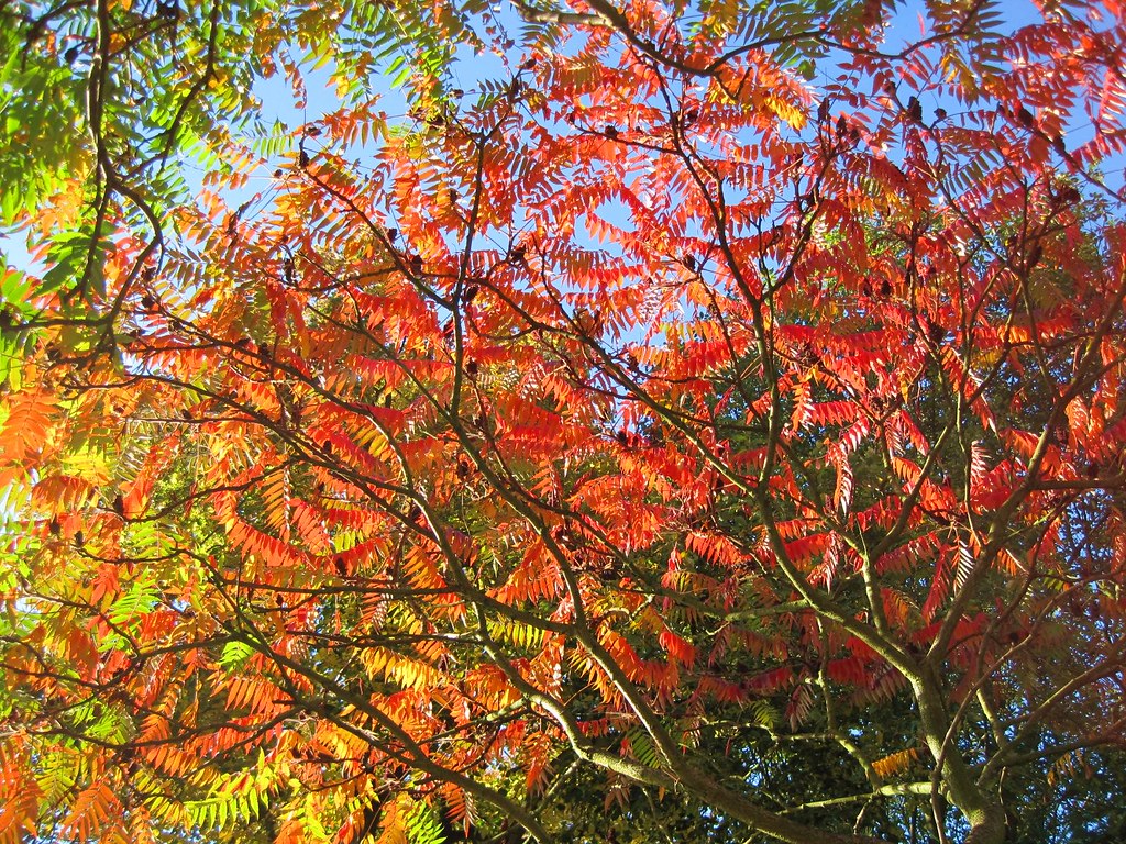 Herbstbaum im Sonnenlicht